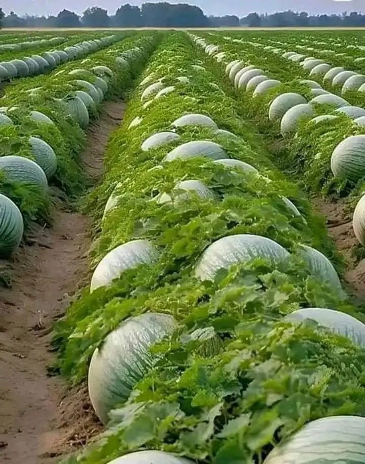 75afe668 f3dd 4e66 854e e6ca4fd923ed