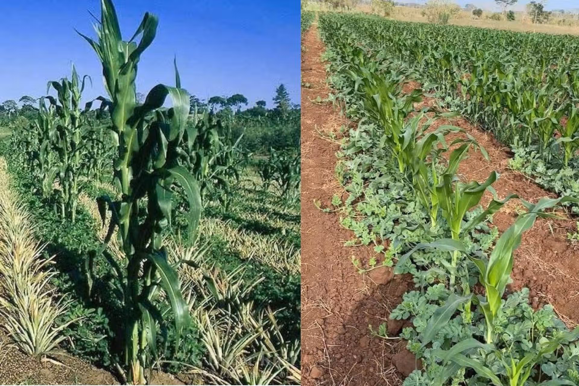 the powerful strategy of intercropping maize and watermelon