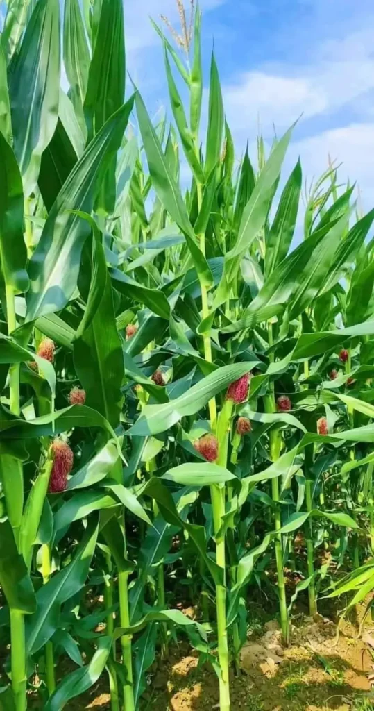 a42625a2 ddc9 45a0 be87 c15c780e860a