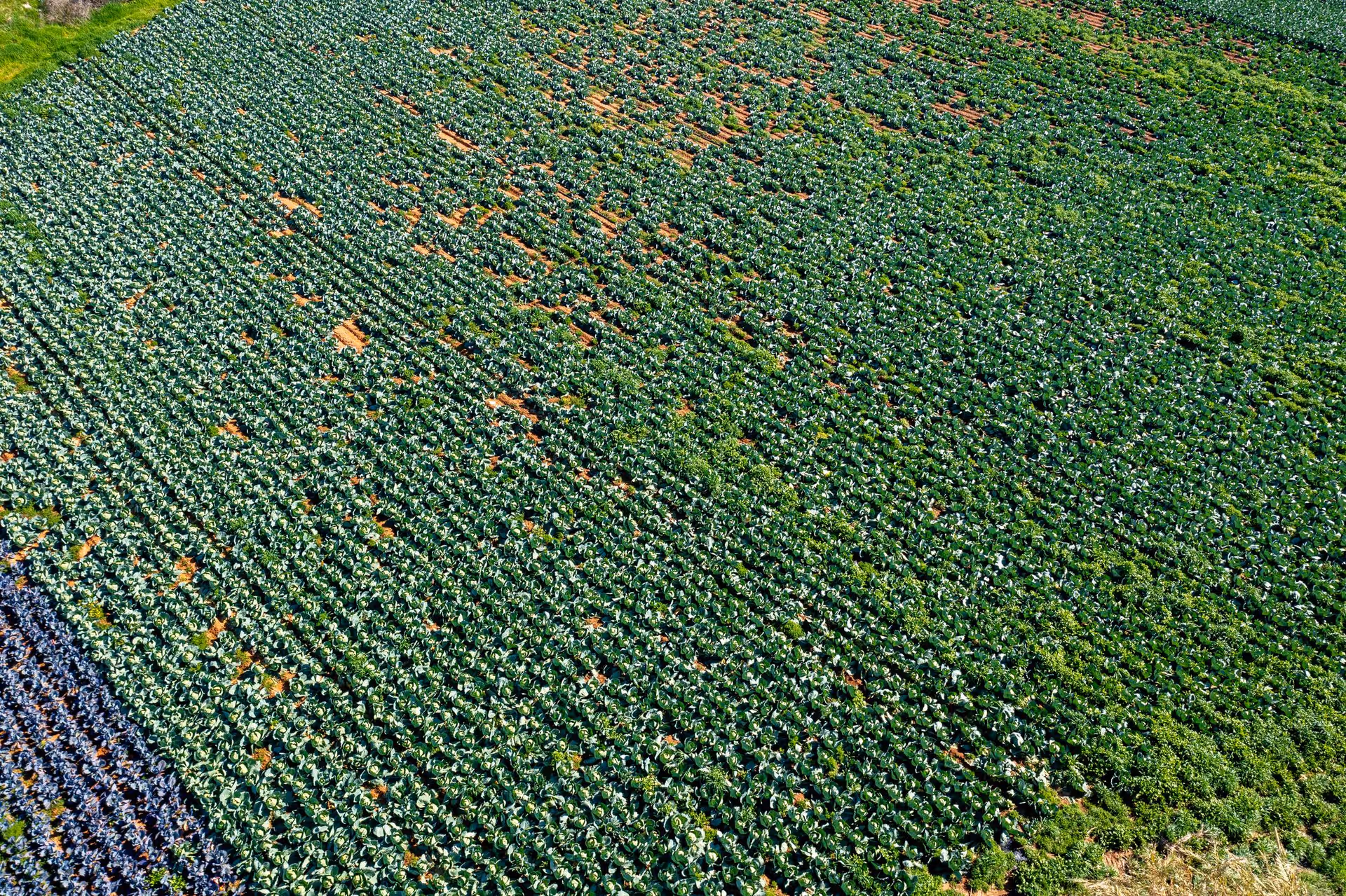 Agriculture moderne : des cultures performantes pour une production durable